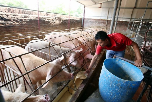 Siết chặt kiểm tra, giám sát sử dụng thuốc trong chăn nuôi. ảnh minh họa: TTXVN. Siết chặt kiểm tra, giám sát sử dụng thuốc trong chăn nuôi. ảnh minh họa: TTXVN.