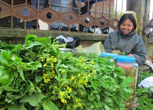 Đặc biệt, khách phương xa đến với Sa Pa mùa này, không thể rời mắt khỏi những hàng bán rau xứ lạnh, xanh non mơn mởn. Đặc biệt, khách phương xa đến với Sa Pa mùa này, không thể rời mắt khỏi những hàng bán rau xứ lạnh, xanh non mơn mởn.