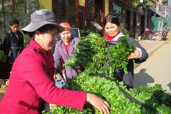 Loại rau có tên rất lạ “khủ khỉ” có giá 10.000 đồng/mớ, chỉ Sa Pa mới có. Loại rau có tên rất lạ “khủ khỉ” có giá 10.000 đồng/mớ, chỉ Sa Pa mới có.