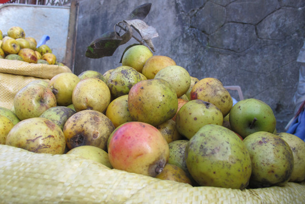 Táo mèo cuối mùa chín già, căng tròn tỏa mùi thơm nức có giá tại chợ là 30.000 đồng/kg. Táo mèo cuối mùa chín già, căng tròn tỏa mùi thơm nức có giá tại chợ là 30.000 đồng/kg.