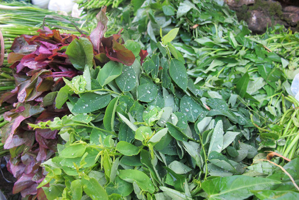 Trồng trên những triền núi mây phủ, rau ở Sa Pa xanh tươi mà không càn dùng đên bất cứ hóa chất gì. Trồng trên những triền núi mây phủ, rau ở Sa Pa xanh tươi mà không càn dùng đên bất cứ hóa chất gì.