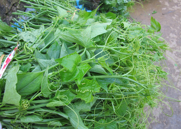 Thiên nhiên đã ban tặng cho Sa Pa “chiếc tủ lạnh” khổng lồ để sản vật nào ở đây lúc nào cũng tươi ngon, mát lành. Thiên nhiên đã ban tặng cho Sa Pa “chiếc tủ lạnh” khổng lồ để sản vật nào ở đây lúc nào cũng tươi ngon, mát lành.