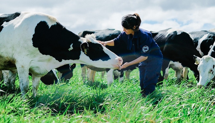 Việc chăm sóc bò sữa theo tiêu chuẩn Organic luôn được Vinamilk tuân thủ nghiêm ngặt. Việc chăm sóc bò sữa theo tiêu chuẩn Organic luôn được Vinamilk tuân thủ nghiêm ngặt.