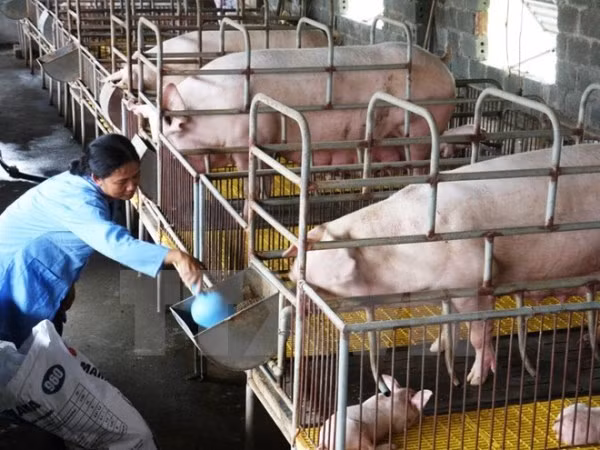 Băn khoăn của Thủ tướng và nỗi khổ của chị bán thịt lợn bị hắt dầu luyn! ảnh 2 Băn khoăn của Thủ tướng và nỗi khổ của chị bán thịt lợn bị hắt dầu luyn! ảnh 2