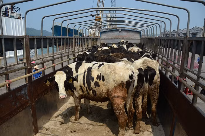 Đàn bò di chuyển về trang trại bò sữa TH, toàn bộ cuộc di chuyển cần 41 xe tải cỡ lớn, chạy 2 vòng (82 chuyến).