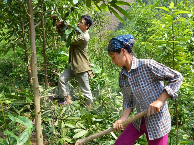 Thực hiện nghiêm Chỉ thị số 13-CT/TW ngày 12/1/2017 của Ban Chấp hành Trung ương về tăng cường sự lãnh đạo của Đảng đối với công tác quản lý, bảo vệ và phát triển rừng. ảnh minh họa: TTXVN. Thực hiện nghiêm Chỉ thị số 13-CT/TW ngày 12/1/2017 của Ban Chấp hành Trung ương về tăng cường sự lãnh đạo của Đảng đối với công tác quản lý, bảo vệ và phát triển rừng. ảnh minh họa: TTXVN.