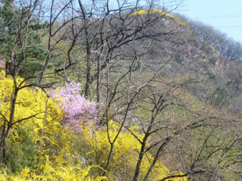 Lễ hội xuân ở núi Namsan Màu vàng óng ả của hoa liên kều xen kẽ với màu trắng tinh khôi của hoa anh đào và hoa đỗ quyên màu tím dịu dàng tạo nên một bức tranh mùa xuân đa dạng và đầy sức sống., biến Tháng Tư trở thành thiên đường của những cuộc dạo chơi với bóng cây. Lễ hội xuân ở núi Namsan Màu vàng óng ả của hoa liên kều xen kẽ với màu trắng tinh khôi của hoa anh đào và hoa đỗ quyên màu tím dịu dàng tạo nên một bức tranh mùa xuân đa dạng và đầy sức sống., biến Tháng Tư trở thành thiên đường của những cuộc dạo chơi với bóng cây.