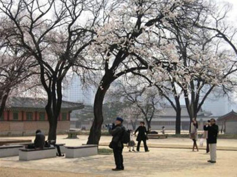 Lễ hội hoa anh đào lớn nhất hàng năm gần đây ở Hàn Quốc là “Hangang Yeouido Spring Flower Festival”, được tổ chức tại Công viên Yeouido và khu vực Yeouido-ro cùng các con đường nằm hai bên bờ sông Hàn thuộc thủ đô Seoul. Con đường Yeouido-ro dài khoảng 6km, có khoảng 1.400 cây anh đào, rất thích hợp để các tản bộ, tổ chức các hoạt động giải trí. Lễ hội hoa anh đào lớn nhất hàng năm gần đây ở Hàn Quốc là “Hangang Yeouido Spring Flower Festival”, được tổ chức tại Công viên Yeouido và khu vực Yeouido-ro cùng các con đường nằm hai bên bờ sông Hàn thuộc thủ đô Seoul. Con đường Yeouido-ro dài khoảng 6km, có khoảng 1.400 cây anh đào, rất thích hợp để các tản bộ, tổ chức các hoạt động giải trí.