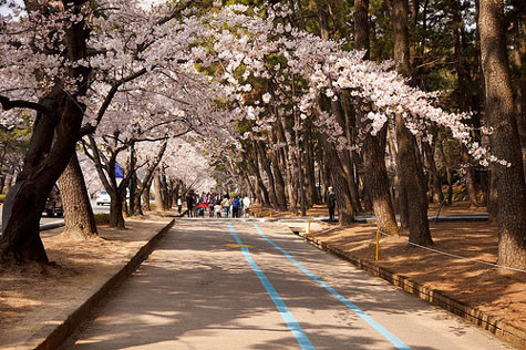 Hãy ghé thăm đảo Sông Hàn thuộc Yeouido để tận hưởng một trong những lễ hội hoa đẹp nhất thủ đô, nơi hoa hoa anh đào, hoa đầu xuân, hoa đỗ quyên đua nở, với những vòng hoa cô dâu, và với những gánh hát đường phố, các triển lãm bày biện dưới vòm mái trắng-hồng. Hãy ghé thăm đảo Sông Hàn thuộc Yeouido để tận hưởng một trong những lễ hội hoa đẹp nhất thủ đô, nơi hoa hoa anh đào, hoa đầu xuân, hoa đỗ quyên đua nở, với những vòng hoa cô dâu, và với những gánh hát đường phố, các triển lãm bày biện dưới vòm mái trắng-hồng.