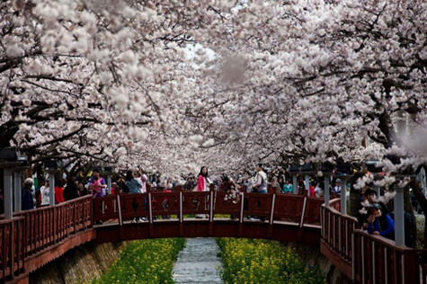 Nếu lần đầu tiên đến Gyeongju, các bạn du học sinh đừng bỏ qua cơ hội tham quan hồ Anapji, Seokbinggo và các điểm du lịch chung quanh của Gyeongju. tại khu vực này bạn sẽ bắt gặp cánh đồng bát ngát hoa vàng rực rỡ trên phông trắng xóa của rừng hoa anh đào. Nếu lần đầu tiên đến Gyeongju, các bạn du học sinh đừng bỏ qua cơ hội tham quan hồ Anapji, Seokbinggo và các điểm du lịch chung quanh của Gyeongju. tại khu vực này bạn sẽ bắt gặp cánh đồng bát ngát hoa vàng rực rỡ trên phông trắng xóa của rừng hoa anh đào.