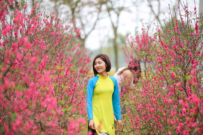 Các du khách thoải mái tạo dáng tại vườn đào rực rỡ trong không gian Tết Bắc Bộ. (Ảnh: Minh Sơn/Vietnam+) Các du khách thoải mái tạo dáng tại vườn đào rực rỡ trong không gian Tết Bắc Bộ. (Ảnh: Minh Sơn/Vietnam+)