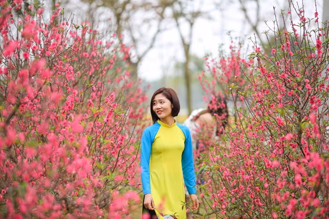 Các du khách thoải mái tạo dáng tại vườn đào rực rỡ trong không gian Tết Bắc Bộ. (Ảnh: Minh Sơn/Vietnam+)