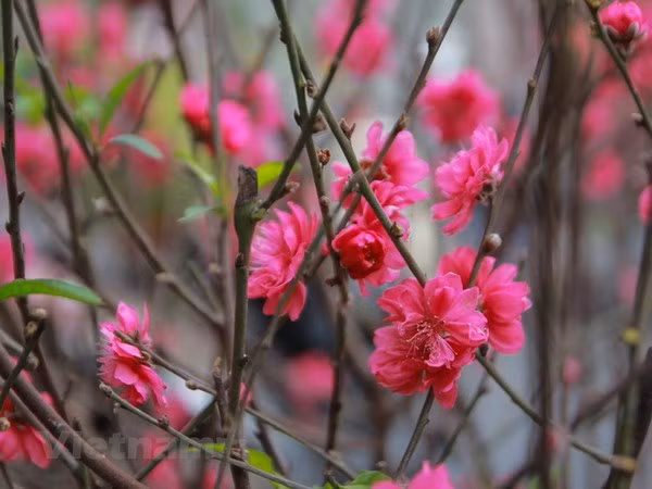 Hoa đào khoe sắc. (Ảnh: Minh Sơn/Vietnam+)