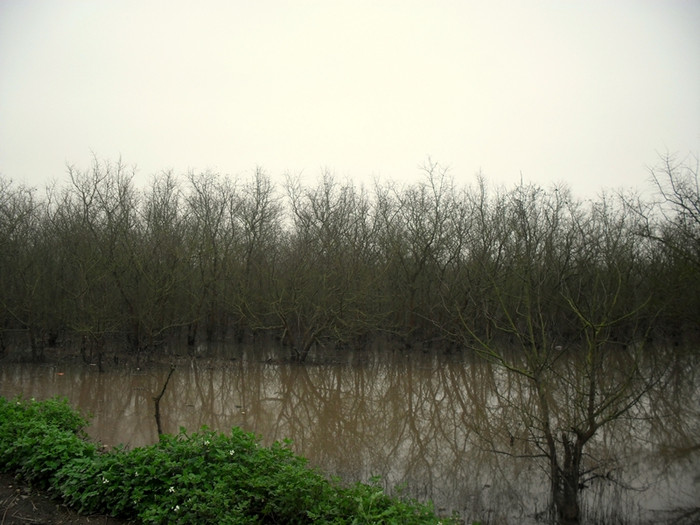 Cạnh nhà là rừng vẹt mênh mông, phía ngoài kia, biển vẫn rì rào gọi mọi người vươn khơi, nhưng...