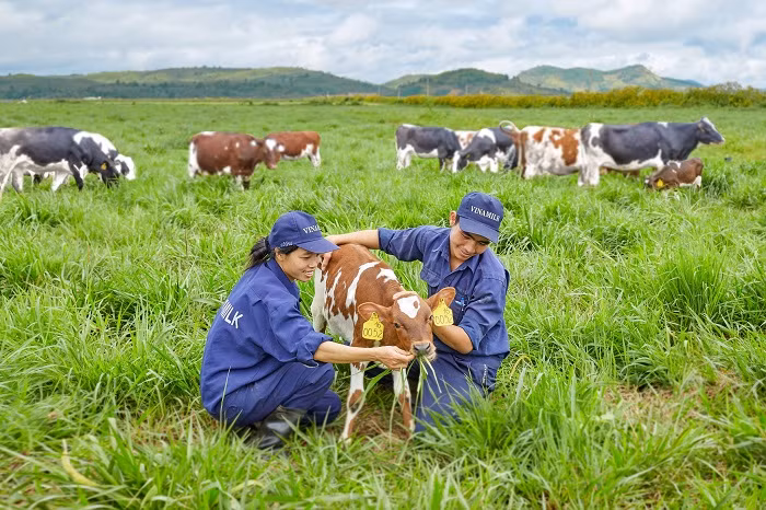 Môi trường làm việc tại trang trại thoáng đãng, trong lành cùng các “cô bò” thân thiện giúp nhân viên tại đây luôn có tinh thần làm việc hăng say.