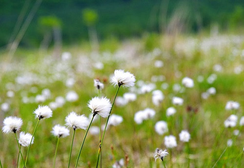 Ngắm hoa ở Okunikko (Senjōgahara. Ngắm hoa ở Okunikko (Senjōgahara.