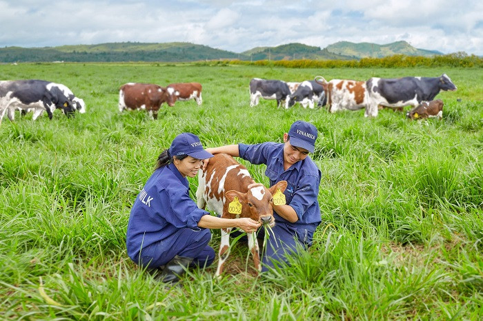 Môi trường làm việc tại trang trại thoáng đãng, trong lành cùng các “cô bò” thân thiện giúp nhân viên tại đây luôn có tinh thần làm việc hăng say. Môi trường làm việc tại trang trại thoáng đãng, trong lành cùng các “cô bò” thân thiện giúp nhân viên tại đây luôn có tinh thần làm việc hăng say.