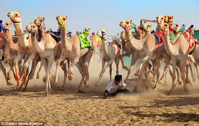 Một vận động viên gục ngã trên đường đua, ngay phía trước những con vật đang chạy hăng máu.