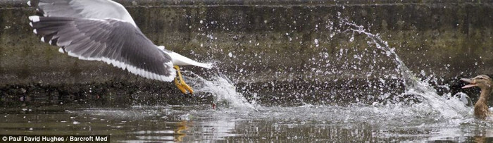 Nó nhảy lên mặt nước, vỗ cánh và kêu lên liên tục khiến con mòng biển sợ hãi, vứt lại con mồi bỏ chạy. Nó nhảy lên mặt nước, vỗ cánh và kêu lên liên tục khiến con mòng biển sợ hãi, vứt lại con mồi bỏ chạy.