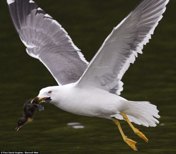 Bà mẹ vịt dũng cảm đối mặt với kẻ thù có kích thước và khả năng bay lượn tốt hơn mình rất nhiều. Bà mẹ vịt dũng cảm đối mặt với kẻ thù có kích thước và khả năng bay lượn tốt hơn mình rất nhiều.
