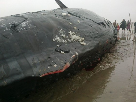 Vây lưng đã biến mất hoàn toàn Vây lưng đã biến mất hoàn toàn