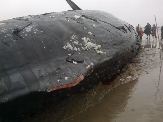 Vây lưng đã biến mất hoàn toàn