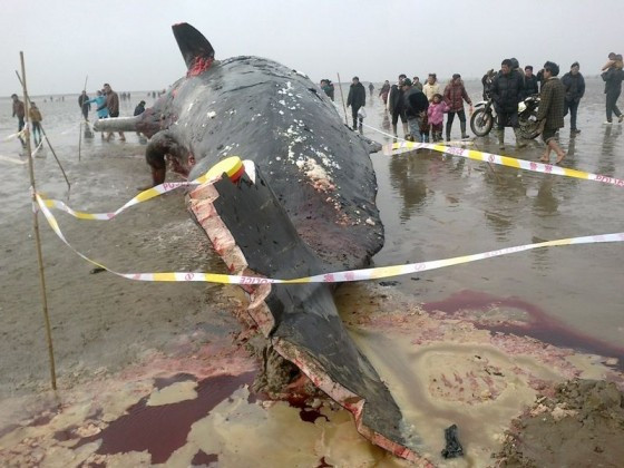 Vây đuôi bị cắt nham nhở Vây đuôi bị cắt nham nhở