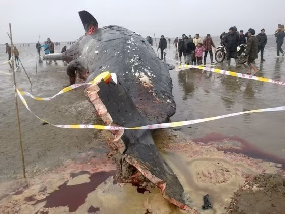 Vây đuôi bị cắt nham nhở