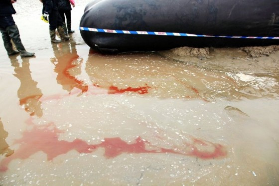 Máu cá voi bị xẻo thịt chảy thẫm bờ biển Máu cá voi bị xẻo thịt chảy thẫm bờ biển