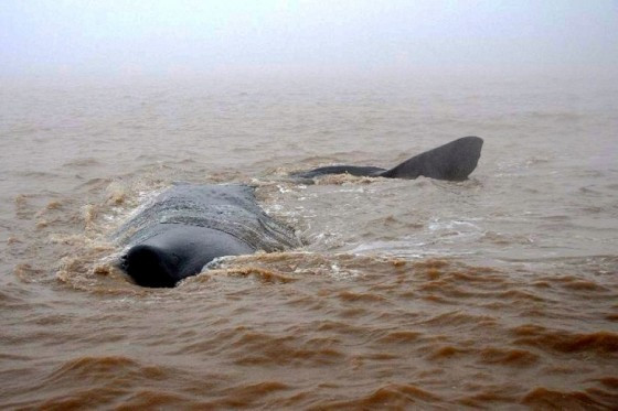 Con cá voi bị mắc cạn vùng vẫy trong vùng n ước nông. Con cá voi bị mắc cạn vùng vẫy trong vùng n ước nông.