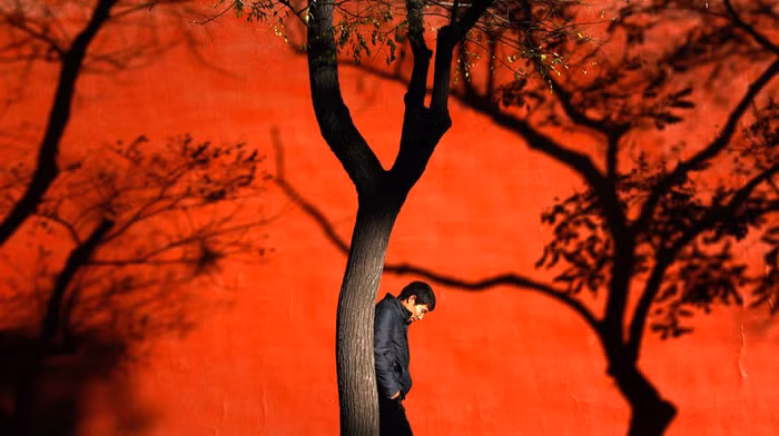 Bóng cây in lên tường ở Tử Cấm Thành, Bắc Kinh, Trung Quốc hôm 13/11.