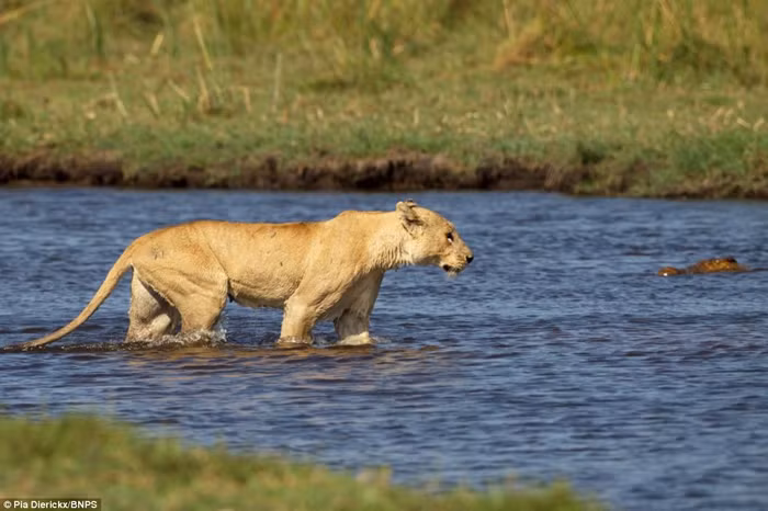 Những con sư tử đã khảo sát dòng sông trước khi quyết định vượt qua.