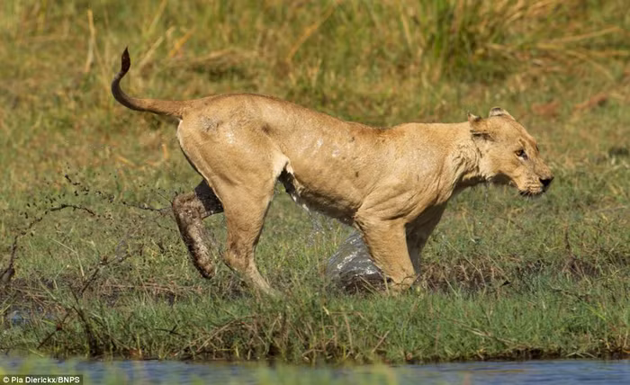 Nó lên bờ an toàn sau khi dũng cảm chiến đấu với cá sấu.