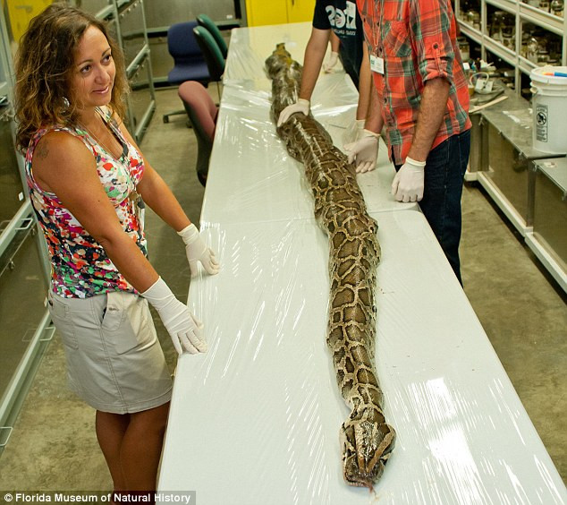 Con trăn Miến Điện mang 87 quả trứng được phát hiện tại Florida. Con trăn Miến Điện mang 87 quả trứng được phát hiện tại Florida.