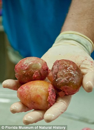 Trứng được lấy từ bụng của con trăn Miến Điện. Trứng được lấy từ bụng của con trăn Miến Điện.