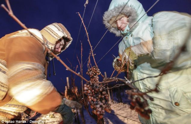 Công nhân Séc thu hoạch nho trong đêm.