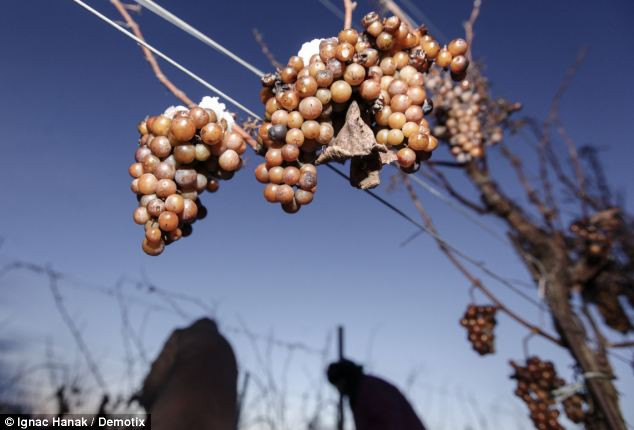 Những người lao động trên vườn nho ở Bzenia, Bzenec và Mikulov, gần Brno tại Cộng hòa Séc, thu thập trung bình 5 tấn nho trong một vụ thu hoạch.