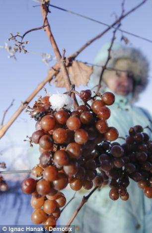 Do hàm lượng đường cao nhưng lại bị đóng băng nên loại rượu này cần nhiều thời gian lên men hơn và có độ cồn thấp hơn so với những loại rượu vang khác.