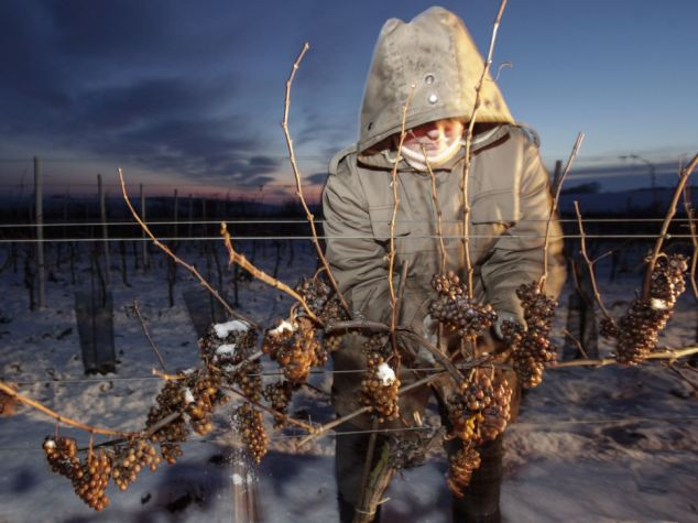 Nho sau đó được ép khi nước trong quả nho vẫn còn đông lạnh bởi lúc này quả những quả nho tập trung lượng đường cao nhất.