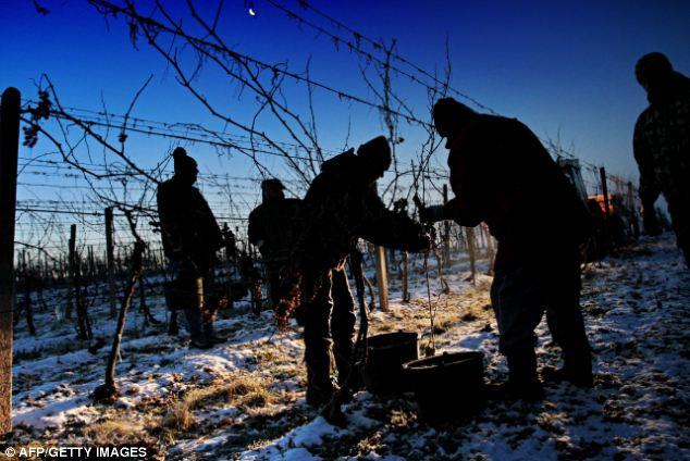 Công nhân khẩn trương thu hoạch nho trước khi mặt trời lên làm băng giá tan chảy.