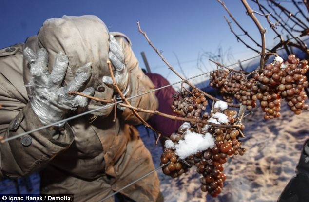Những người sản xuất rượu vang đá thường đối mặt với rủi ro lớn do nho có thể thối rữa trước khi có đợt băng giá đầu tiên.