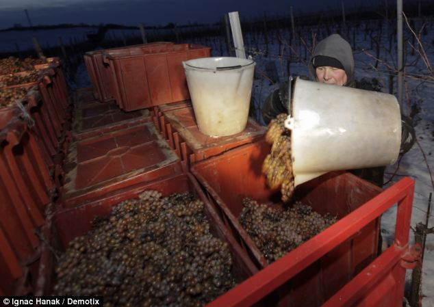 Nho sẽ được ép khi vẫn còn bị đóng băng.