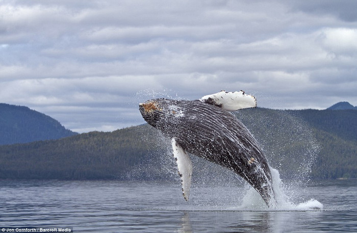 Các nhà khoa học vẫn chưa thể lý giải được nguyên nhân thực sự dẫn tới hành vi tự nhiên này của những con cá voi lưng gù. Các nhà khoa học vẫn chưa thể lý giải được nguyên nhân thực sự dẫn tới hành vi tự nhiên này của những con cá voi lưng gù.