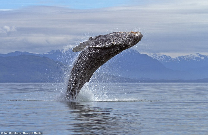 Theo nhiếp ảnh gia người Mỹ Jon Cornforth, Frederick Sound ở đông bắc Thái Bình Dương là địa điểm lý tưởng nhất để xem cá voi lưng gù trình diễn những màn nhào lộn ngoạn mục như thế này. Theo nhiếp ảnh gia người Mỹ Jon Cornforth, Frederick Sound ở đông bắc Thái Bình Dương là địa điểm lý tưởng nhất để xem cá voi lưng gù trình diễn những màn nhào lộn ngoạn mục như thế này.