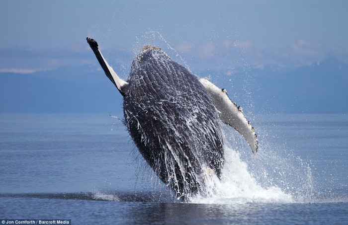 Cảnh tuyệt đẹp khoảnh khắc sinh vật khổng lồ lao mình lên khỏi mặt nước nhào lộn. Cảnh tuyệt đẹp khoảnh khắc sinh vật khổng lồ lao mình lên khỏi mặt nước nhào lộn.