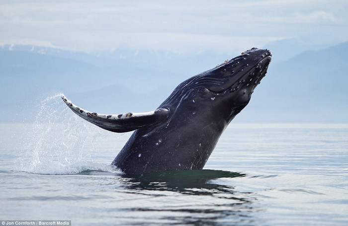Mùa đông, chúng bơi đến các vùng nước ấm hơn, gần Mexico. Mùa đông, chúng bơi đến các vùng nước ấm hơn, gần Mexico.