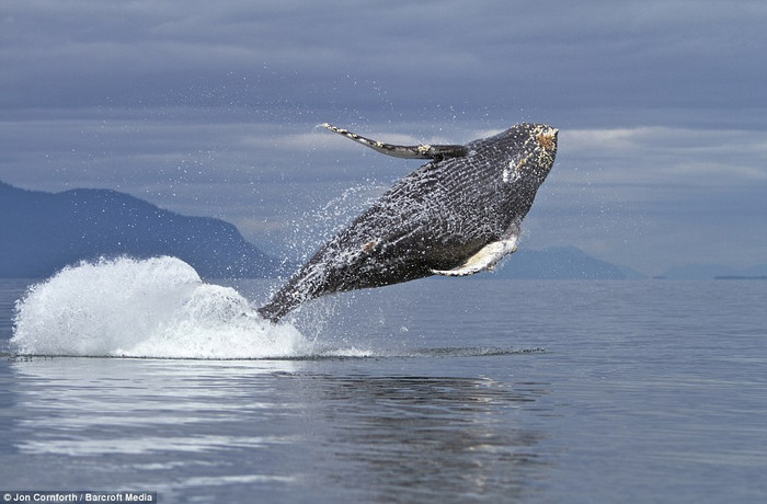 Đôi lúc, nó thậm chí đã nhảy cao tới 15m trên mặt nước. Đôi lúc, nó thậm chí đã nhảy cao tới 15m trên mặt nước.