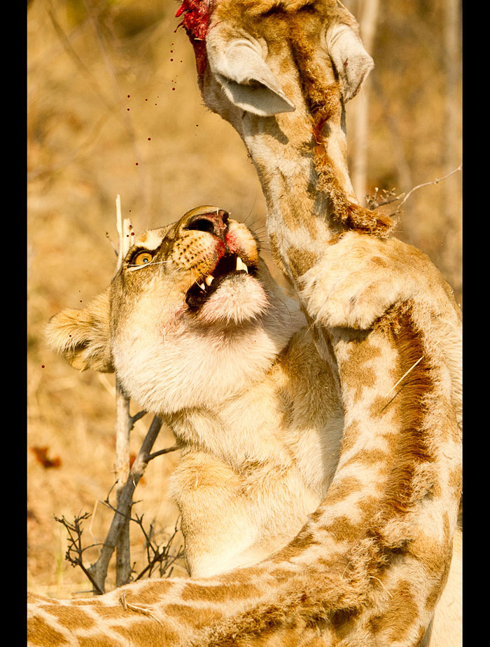 Một con sư tử cái tấn công con hươu cao cổ ở khu dự trữ Moremi, Botswana. Ảnh Alwyn Chong. Một con sư tử cái tấn công con hươu cao cổ ở khu dự trữ Moremi, Botswana. Ảnh Alwyn Chong.