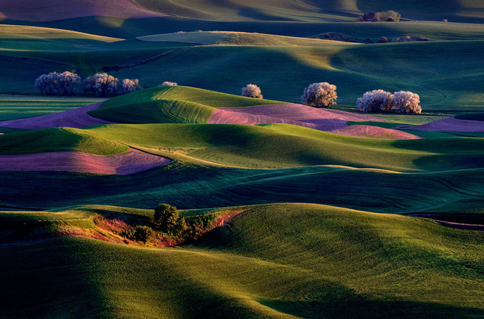 Ánh sáng bình minh sưởi ấm ngọn đồi ở Palouse, Washington, Mỹ. Ảnh Randall Roberts. Ánh sáng bình minh sưởi ấm ngọn đồi ở Palouse, Washington, Mỹ. Ảnh Randall Roberts.