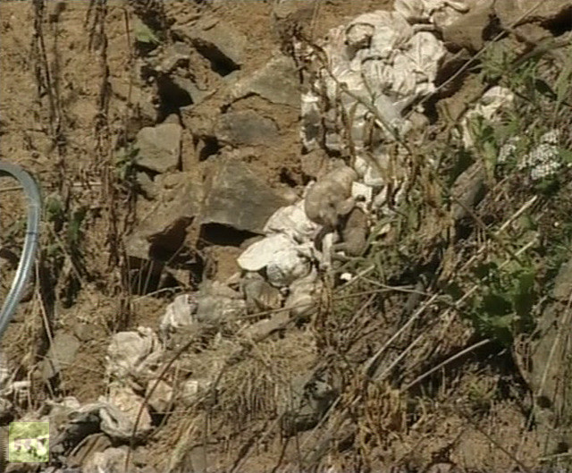 Chúng được xác định là "chất thải sinh học" của ít nhất ba bệnh viện ở Ekaterinburg. Chúng được xác định là "chất thải sinh học" của ít nhất ba bệnh viện ở Ekaterinburg.